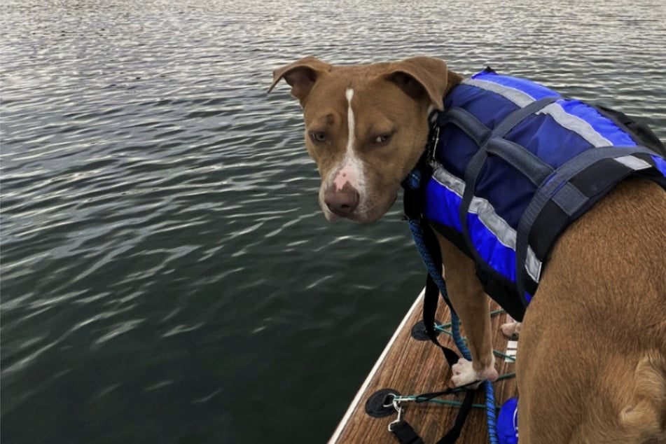 Raus aus dem Tierheim: Hund entkommt auf Paddle-Board dem eintönigen Alltag