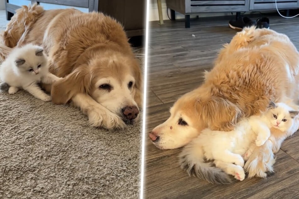 Golden retriever's cuddle session with tiny kitten goes viral!