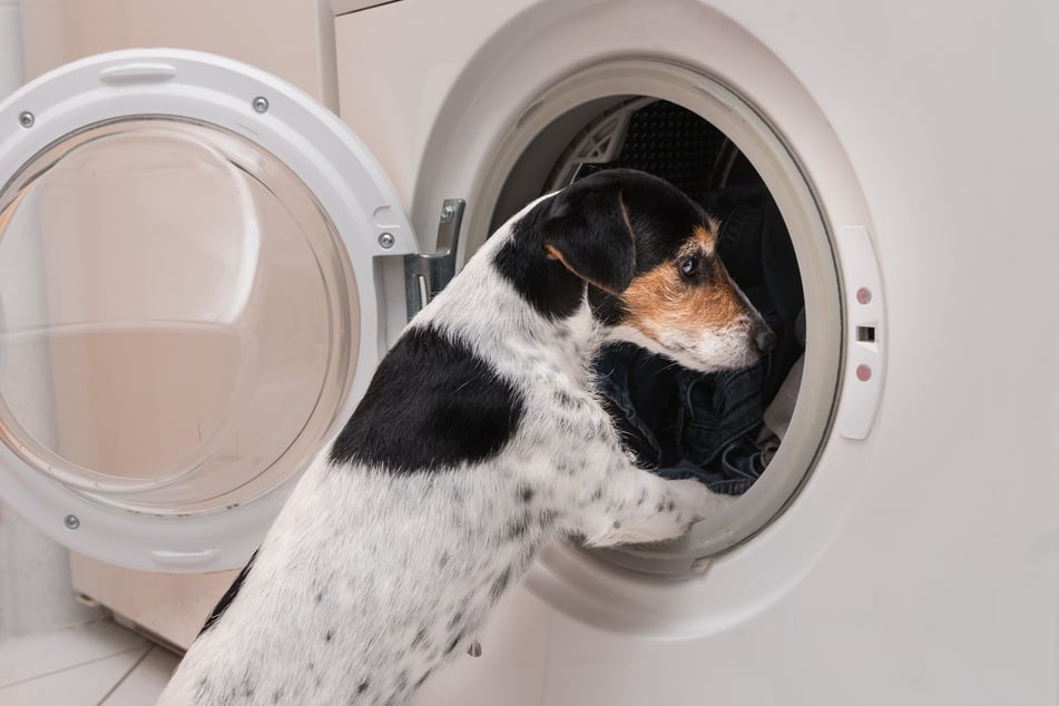 Einige Hundebetten kann man in der Waschmaschine waschen - zumindest ihre Bezüge.