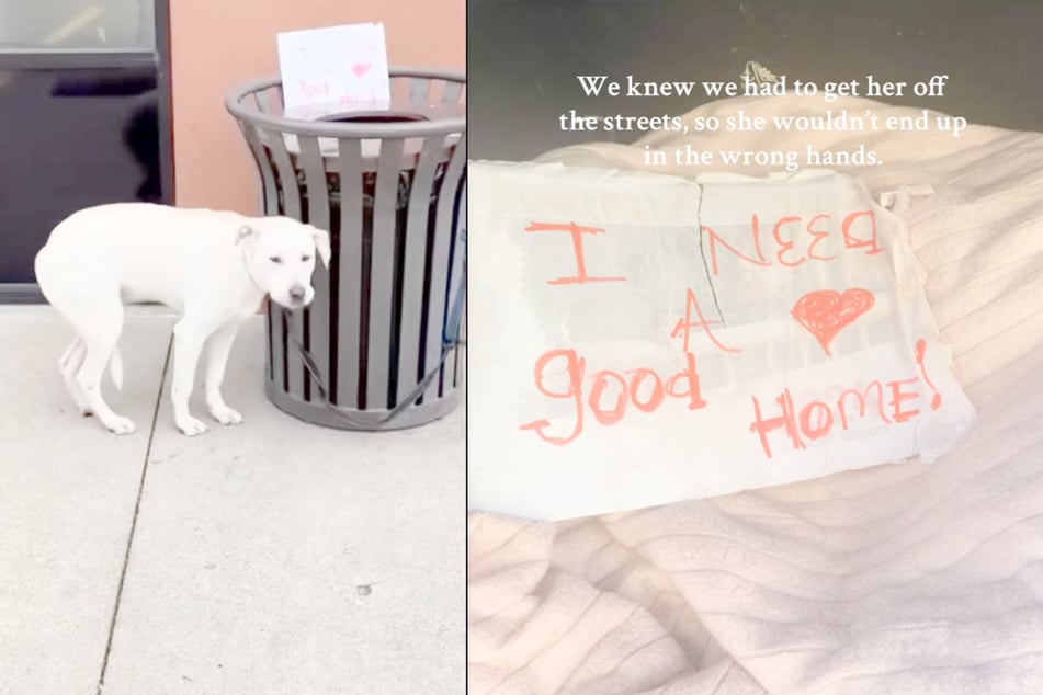 Eine Hündin in Texas wurde von ihrem einstigen Besitzer wie Müll entsorgt.