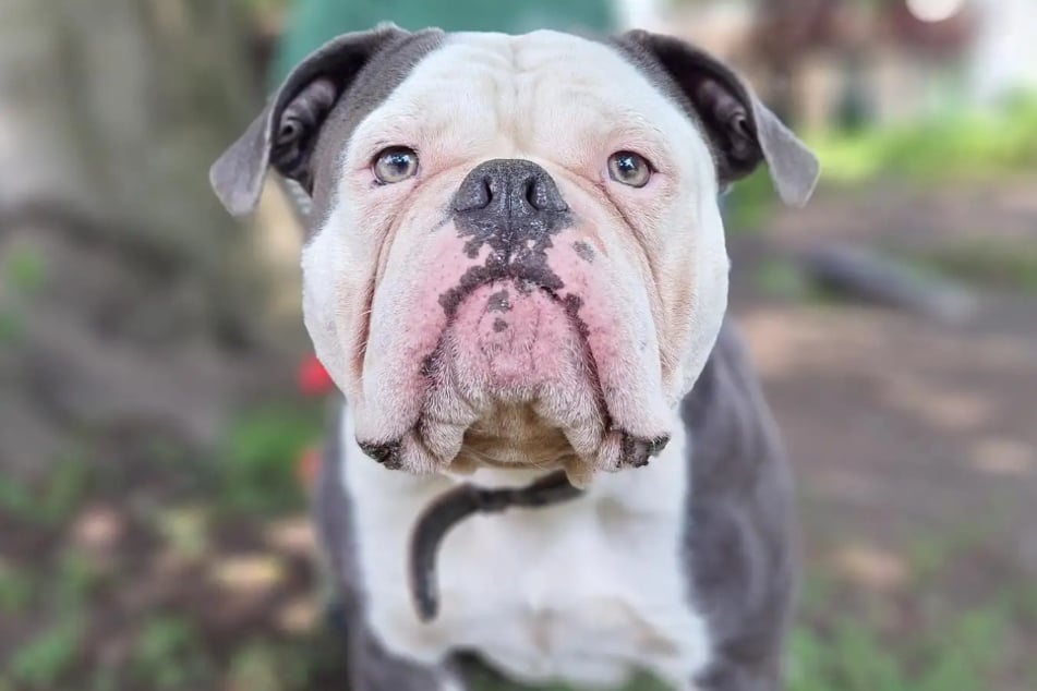 Old English Bulldog Eddy aus dem Hamburger Tierheim ist auf der Suche nach einem richtigen Zuhause.