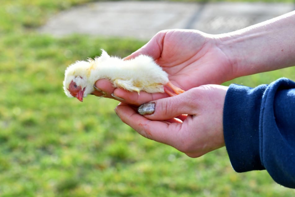 Die Küken für die Fütterung sind bereits tot.