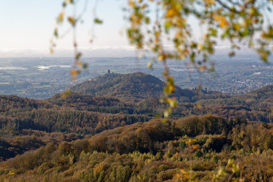 Herbstlich leuchtet der Wald im Siebengebirge bei Königswinter (Nordrhein-Westfalen).