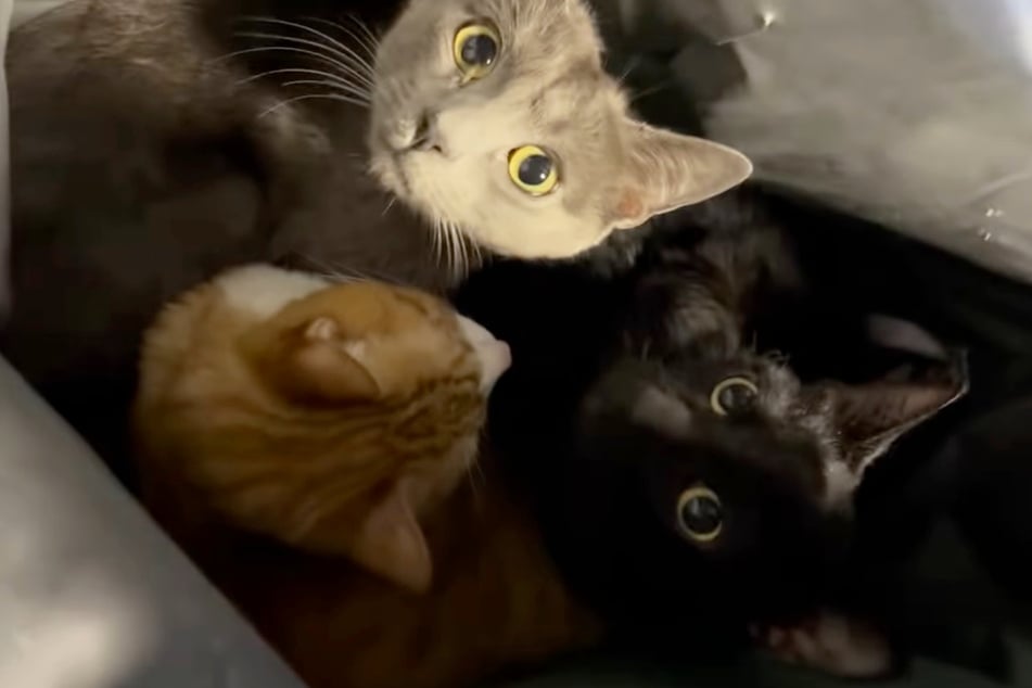 Die Fellnasen waren verunsichert, wie ihnen geschah.