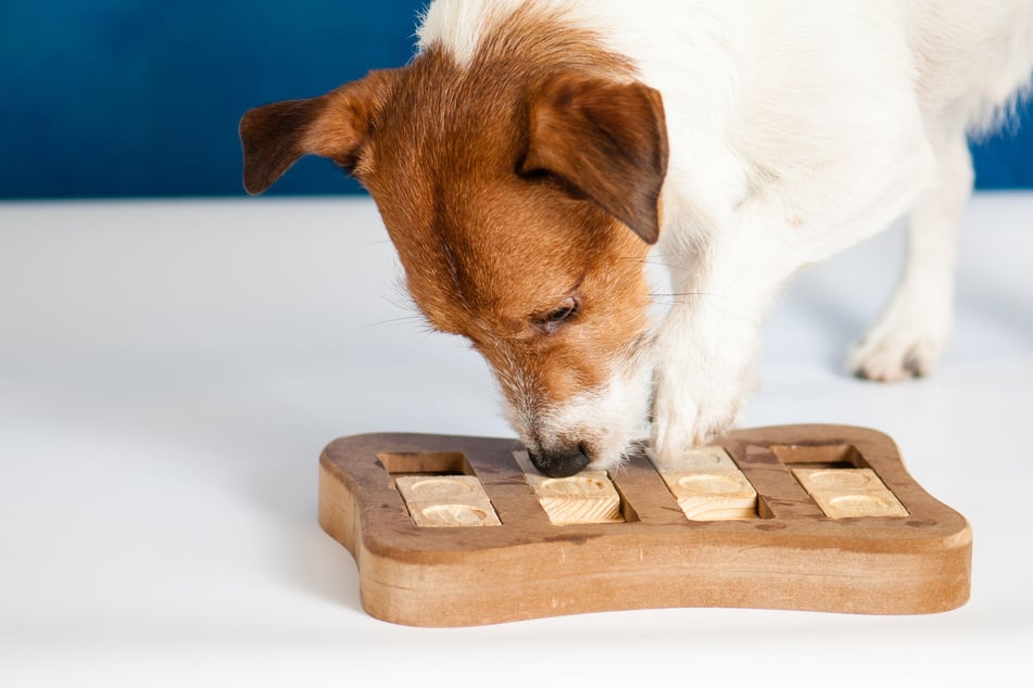 Great dog puzzles promote intelligence and ensure that they maintain a fit and healthy mind.