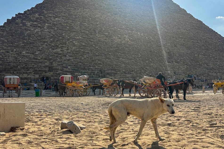 Stray dogs in Giza become tourist draw after viral "pyramid puppy" sensation