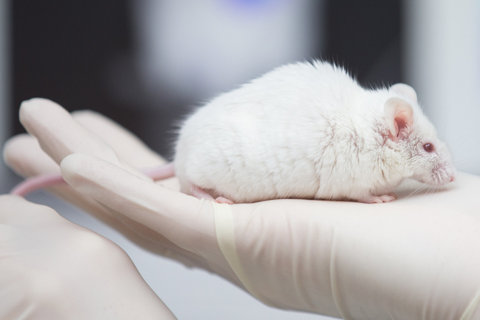 Gibt es bald mutterlose Menschen? Forscher züchten Mäuse-Babys von zwei Vätern