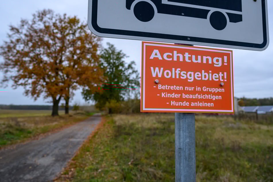 Inzwischen wurden in Sachsen drei neue Wolfsterritorien bestätigt. (Symbolfoto)