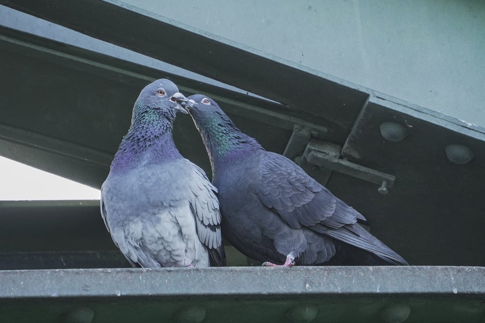 In Frankfurt gibt es ein betreutes Taubenhaus.