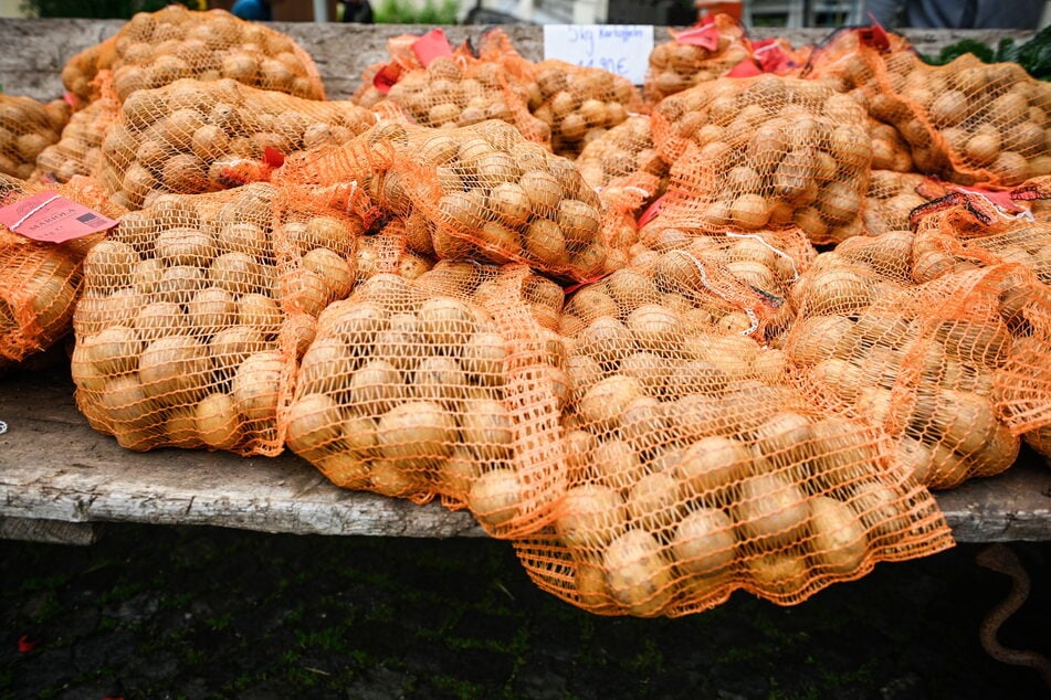 Prall gefüllte Säcke und gute Qualität - die aktuell laufende Kartoffelernte stimmt Sachsens Landwirte froh.