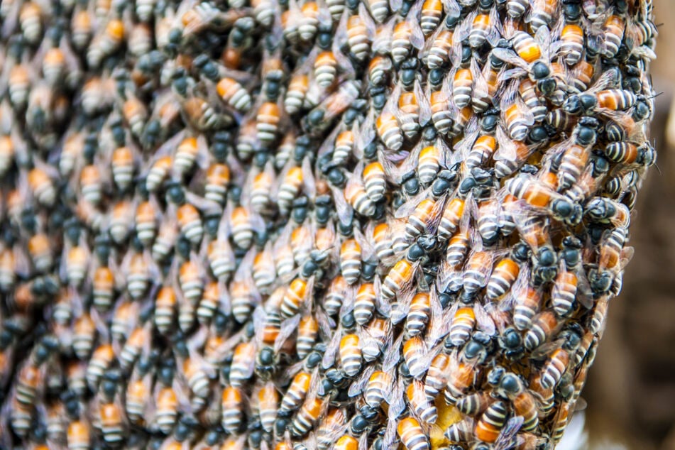 Der Imker fand Waben, Larven und Eier der Bienen. (Symbolbild)