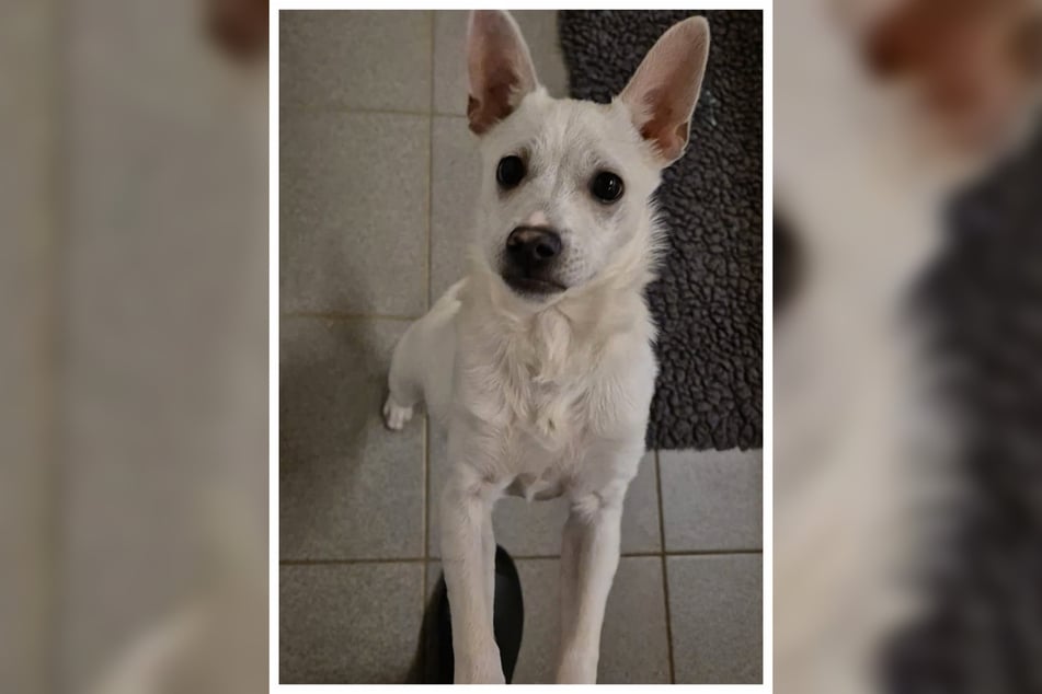 Bianco llegó al refugio de animales porque sus anteriores dueños ya no podían hacerse cargo del pequeño.