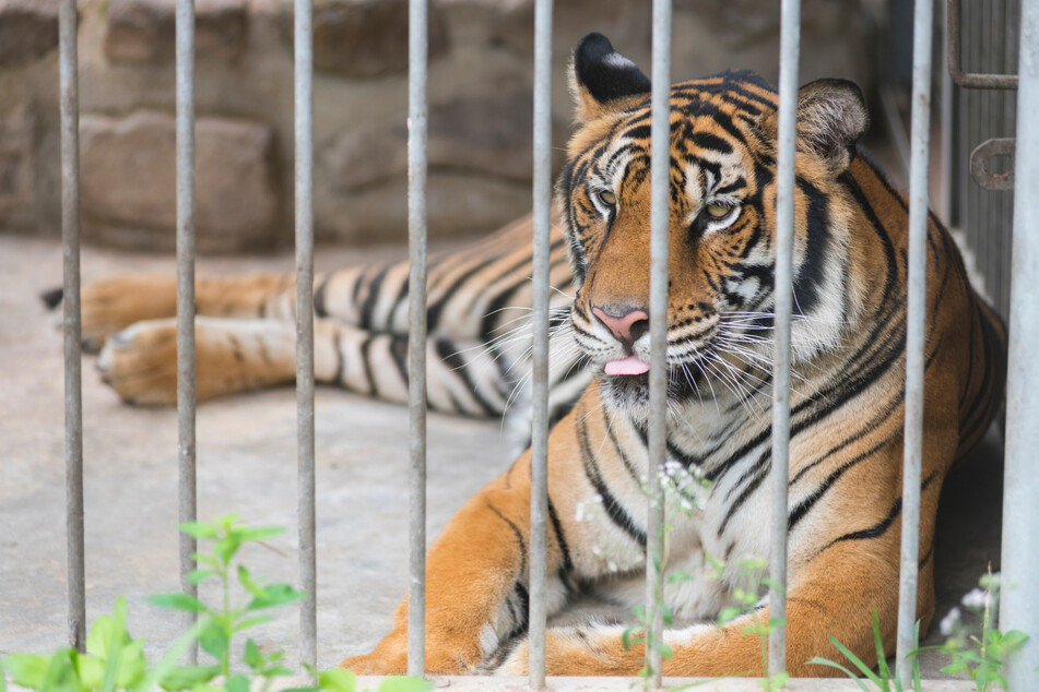 Eine Tierpflegerin wurde von einem Tiger angefallen und schwer verletzt. (Symbolbild)