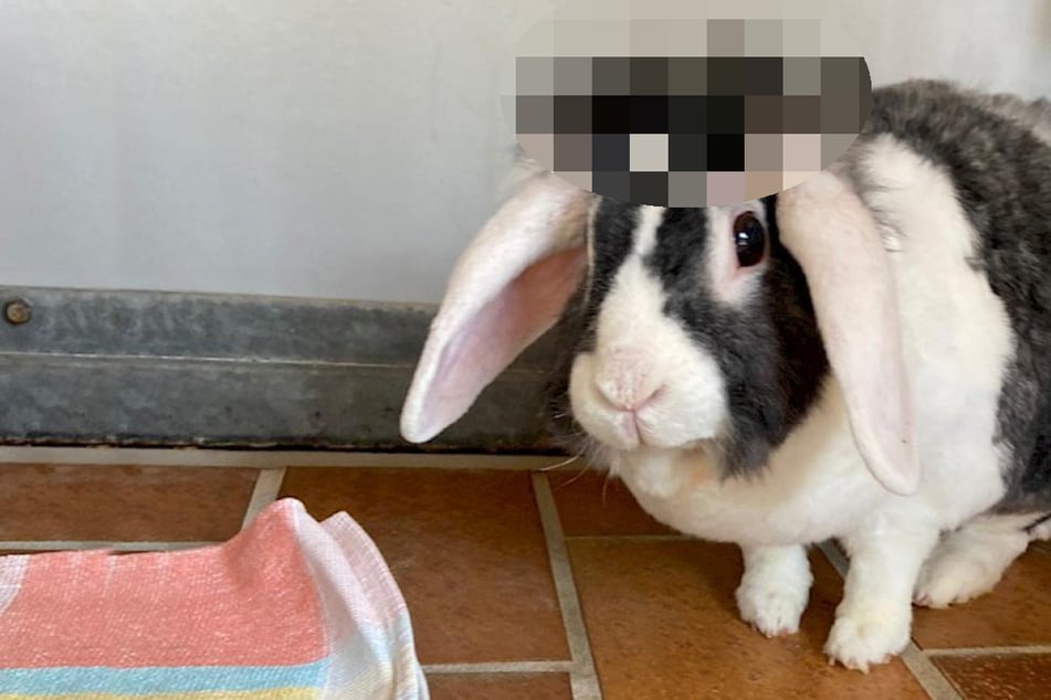 Krasse Frisur: Wie dieses Kaninchen auf dem Kopf aussieht, sorgt im Netz für Lacher