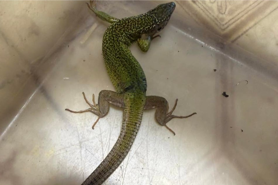 Die Rettungsaktion überstand das süße Reptil ohne sichtbare Schäden.