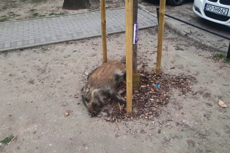 In der Wohnsiedlung waren insgesamt sieben Wildschweine unterwegs - sechs von ihnen waren Jungtiere.