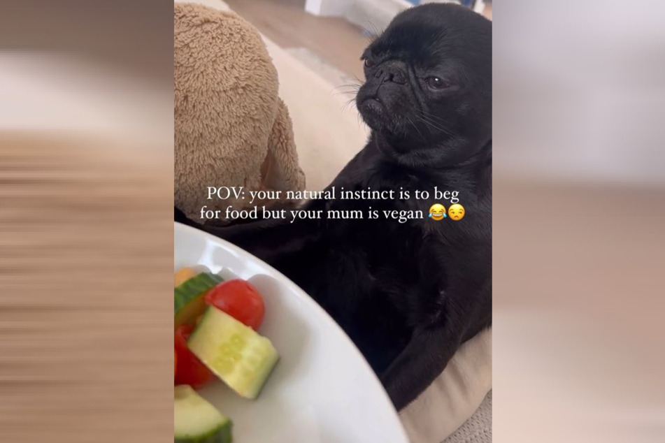 Cola didn't want the raw veggies on her human's plate.