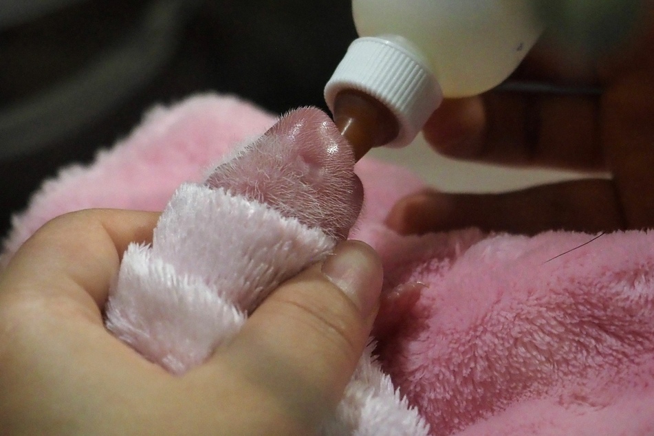 Ein chinesischer Pfleger füttert eines der neugeborenen Babys der Großen Pandadame Huan Huan mit der Flasche im Zoo von Beauval.