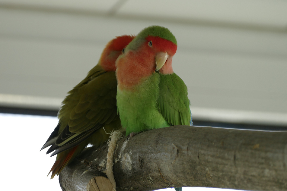 Das Papageien-Paar Bonita und Pognilo sucht ein gemeinsames Zuhause.