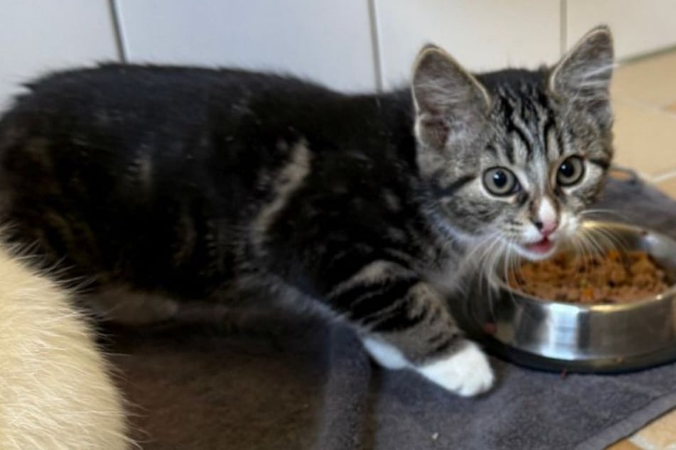 Das Tierheim Köln-Dellbrück sucht ein liebevolles Zuhause für zwei seiner jüngsten Bewohner.