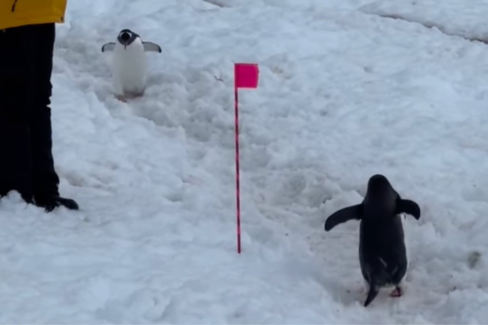 Endlich! Nachdem die "Eisstraße" frei war, konnte sich der wartende Pinguin mit seinen Artgenossen vereinen.