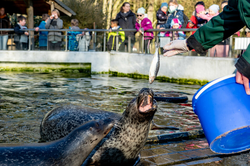 Die Besucher des Tierparks Neumünster beobachten die Fütterung eines Seehundes.
