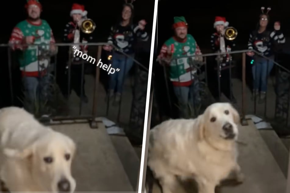 Golden Retriever Murphy no sabe realmente a dónde ir ni qué sentimiento debe ceder. Sin embargo, el espíritu reflexivo de la Navidad lo ha atrapado demasiado.