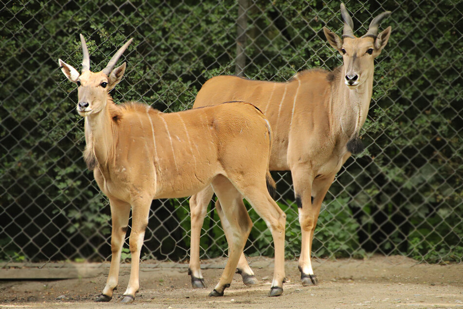 Seit ein paar Wochen wohnen Nela (l.) und Cass in der ehemaligen Giraffenanlage des Tierparks Hagenbeck.
