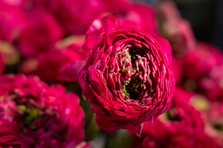 Im Blumenhaus Fritzsche in der Augustusburger Straße blüht die Frühlingsblume Ranunkel.