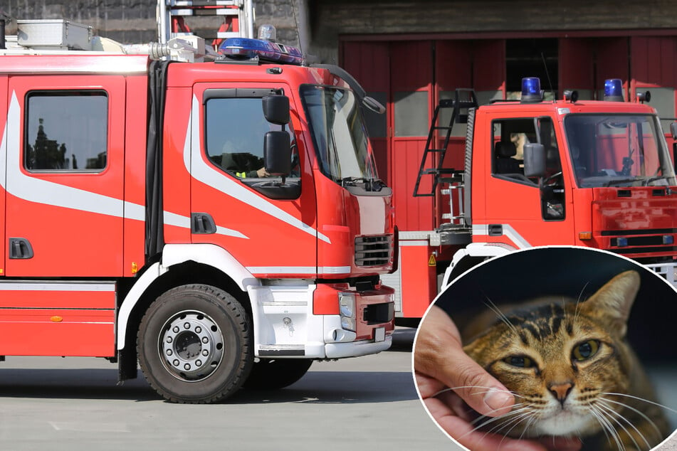 Feuerwehr rettet Katze mit schwerem Gerät aus schlimmer Lage