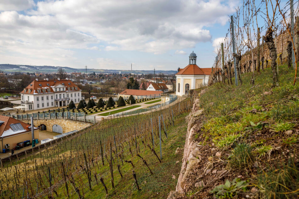 Blick auf Schloss Wackerbarth. 25 Prozent der Rebflächen des Staatsweingutes sind Steillagen.