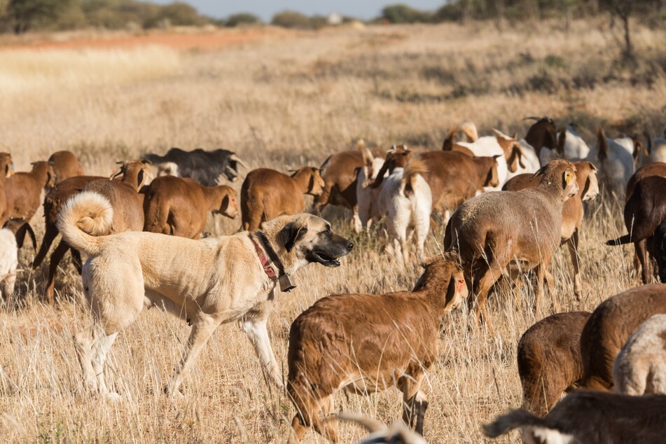 Aufgrund seiner Kraft und Größe wird der Kangal seit jeher als Hirtenhund eingesetzt. Er schützt Herden vor Angreifern, sogar Bären.