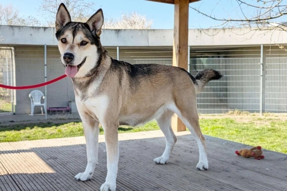 Mieszanka husky i labradora jest w berlińskim schronisku od końca grudnia 2024.