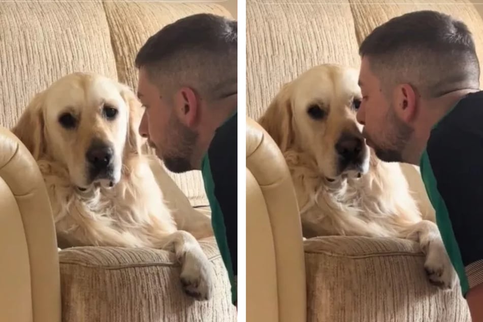 The dog was not willing to forgive his owner for leaving him at home, as a hilarious TikTok clip shows.