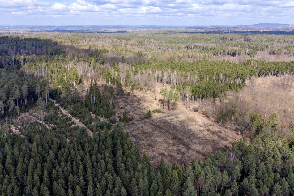 Die verheerenden Spuren des Borkenkäfers. Doch dazwischen gedeiht Neues. Noch.