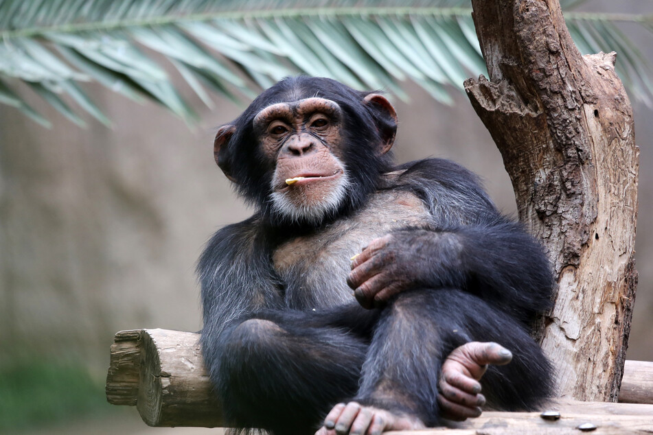 Chimpanzees ate more and engaged more with their enclosures when the zoo was open, researchers found (stock image).