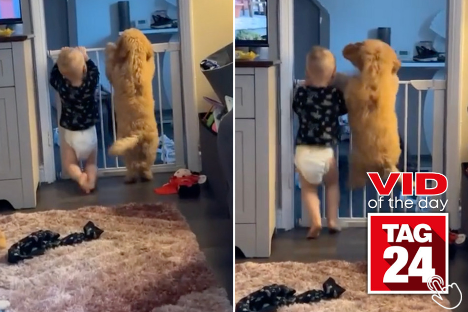 Today's Viral Video of the Day features a boy and his adorable golden retriever who can't get enough of each other!