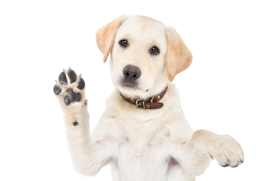 Richtige Pfotenpflege: So bleiben Hundepfoten samtig weich
