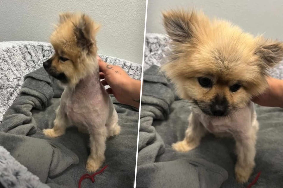 Der kleine Zwergspitz wurde nahezu komplett geschoren und anschließend in einer Spendenbox vor dem Tierheim zurückgelassen.