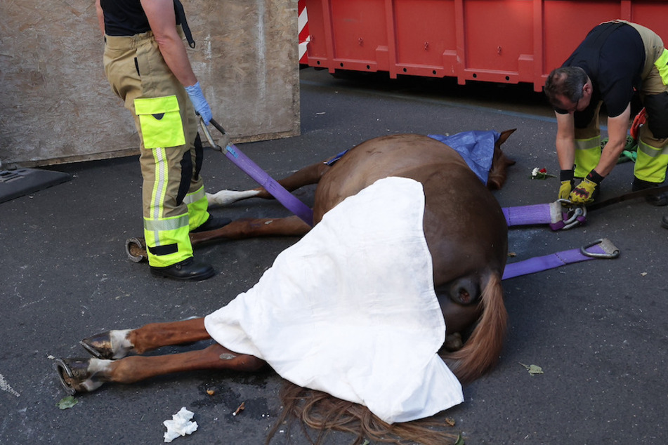 Nach Zusammenbruch von Pferd: Schützenverein verzichtet auf Einsatz weiterer Tiere!