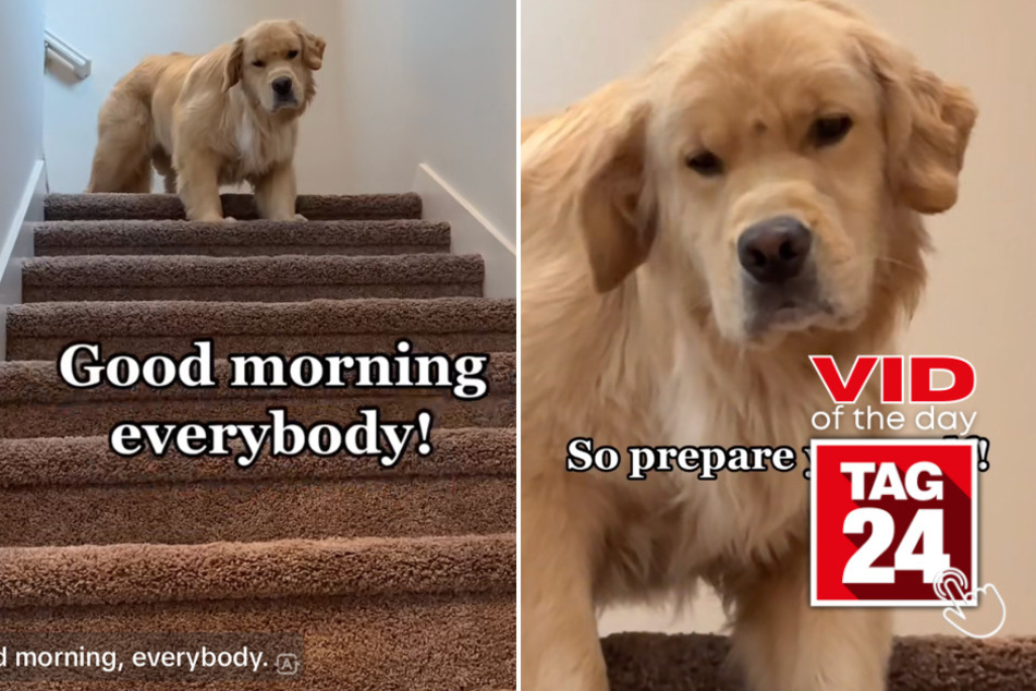 viral videos: Viral Video of the Day for July 11, 2023: Pouting pup's hilarious morning announcement