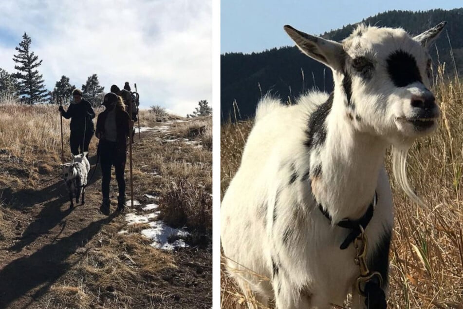 Bleating hearts: goat therapy helps people heal one walk at a time