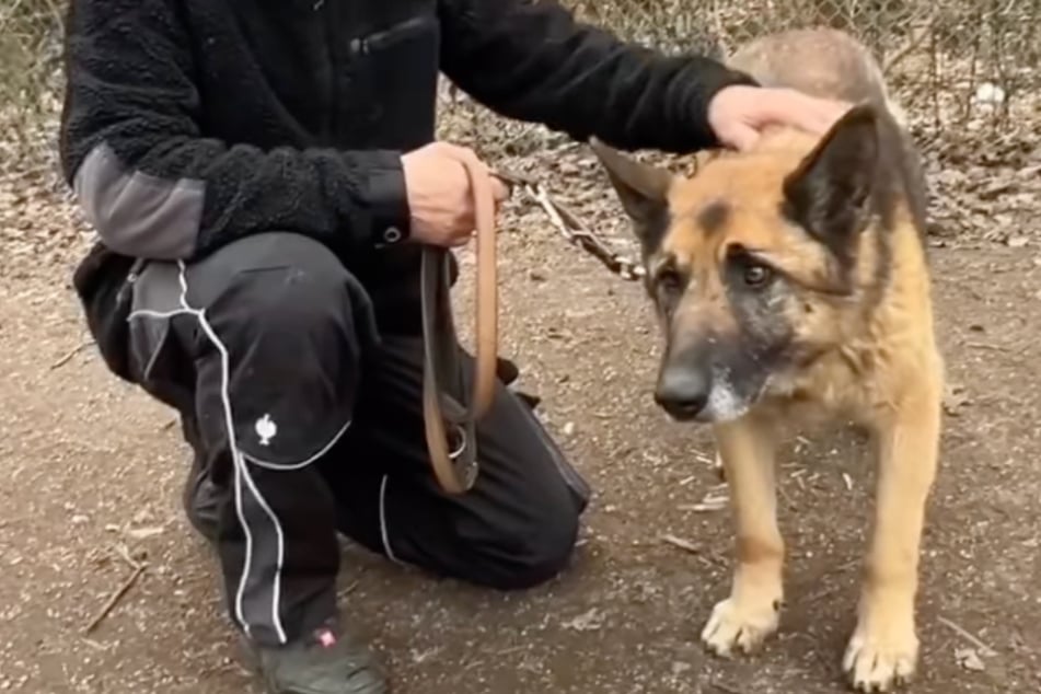 Der 13-jährige Schäferhund wartet seit etlichen Jahren auf ein richtiges Zuhause.