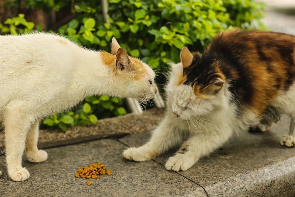 Futterneid bei Katzen kann z. B. entstehen, wenn eine Katze gelernt hat, um ihr Futter zu kämpfen.