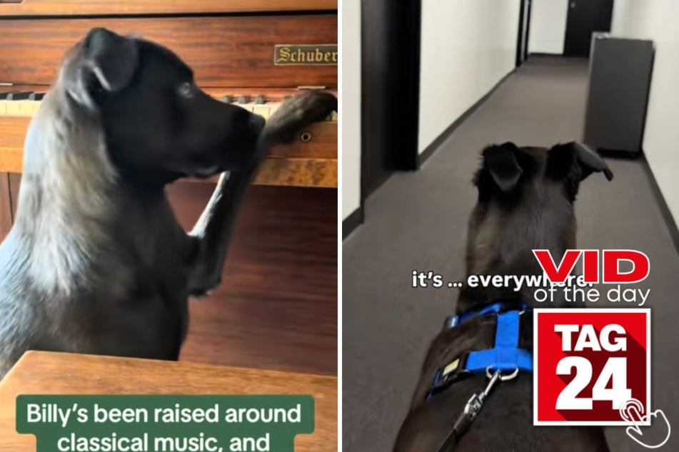 Billy the dog has one unusual request – more classical music!