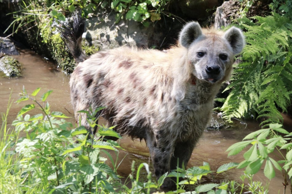 Chemnitz: Durchfall-Sorgen im Chemnitzer Tierpark: Biomüll im Bach gefährdet Hyänen