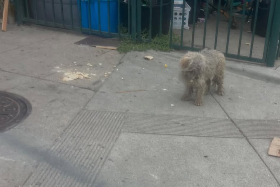 "Tan sucio, enmarañado, tan invisible": Un perro solitario deambula durante días por las calles