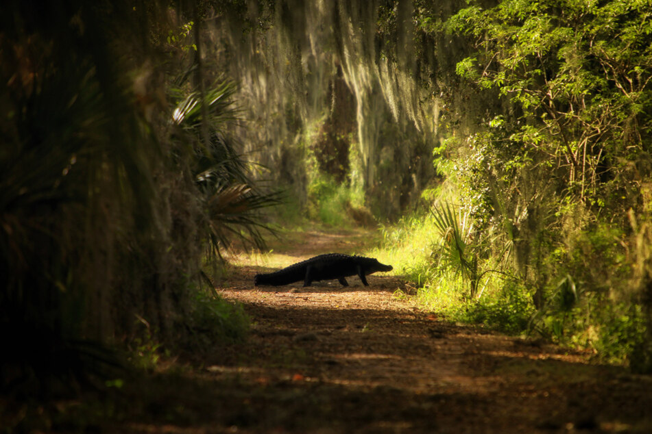 A Florida man had a terrifying encounter with an alligator (stock image).