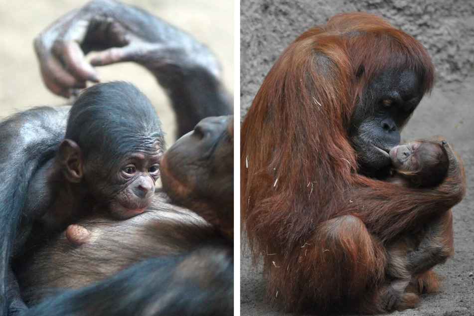 Auch bei den Bonobos (li.) und bei den Orang-Utans gab es im Frühling und Sommer Nachwuchs.