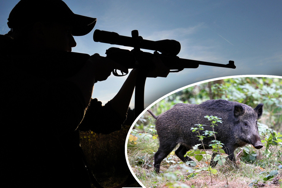 Schwarzwild im Visier des Jägers. In den ASP-Schutzkorridoren sollen nahezu alle Wildschweine getötet werden.